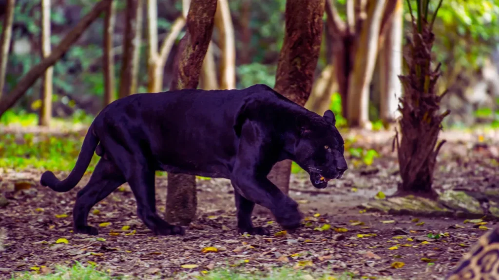 Cute Panther Names