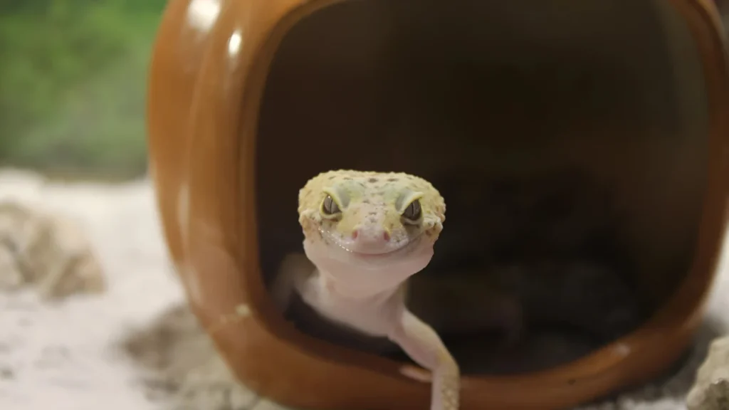 Cool Leopard Gecko Names