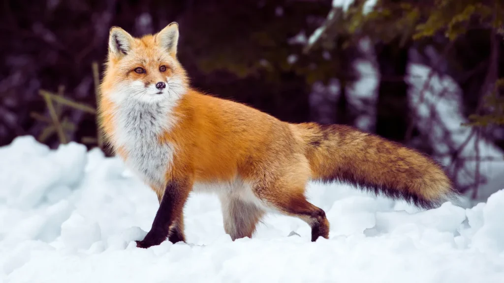 Female Fox Names