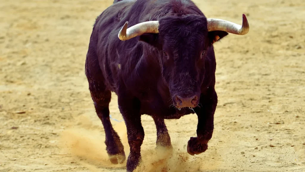 Fighting Bull Names
