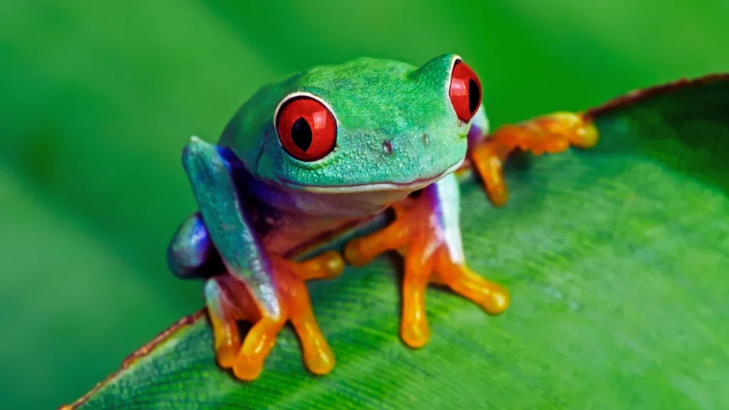 Baby Frog Names