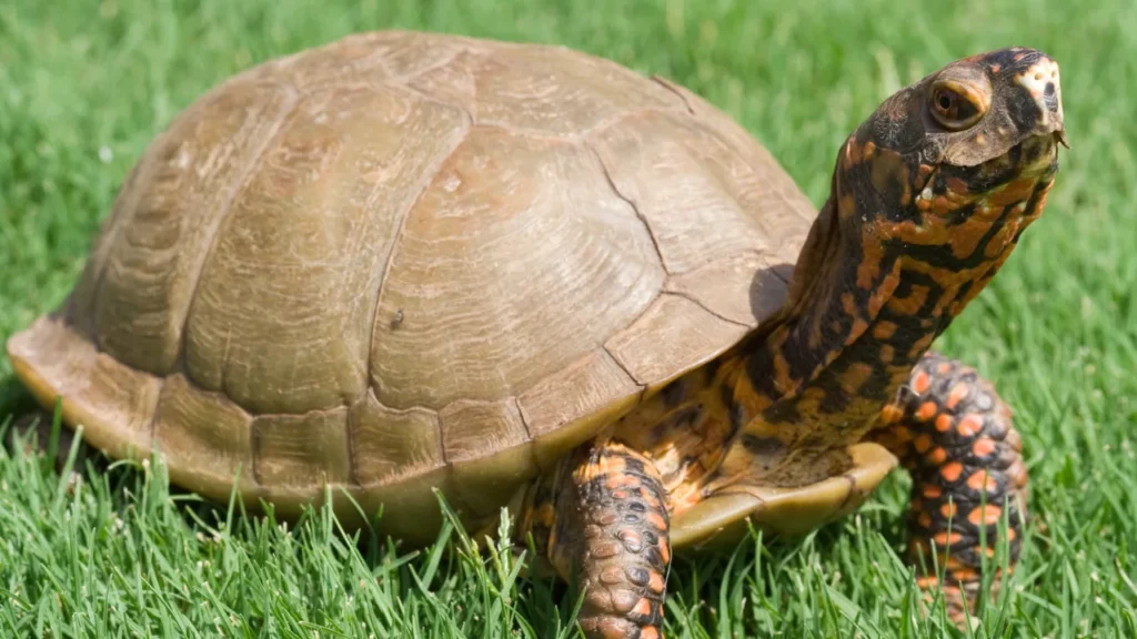 Good Turtle Names