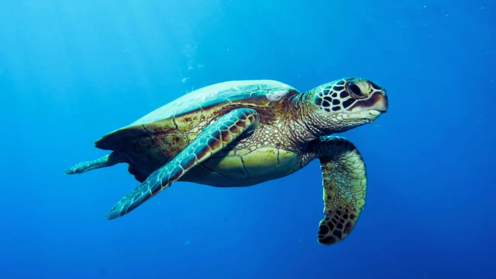 Box Turtle Names