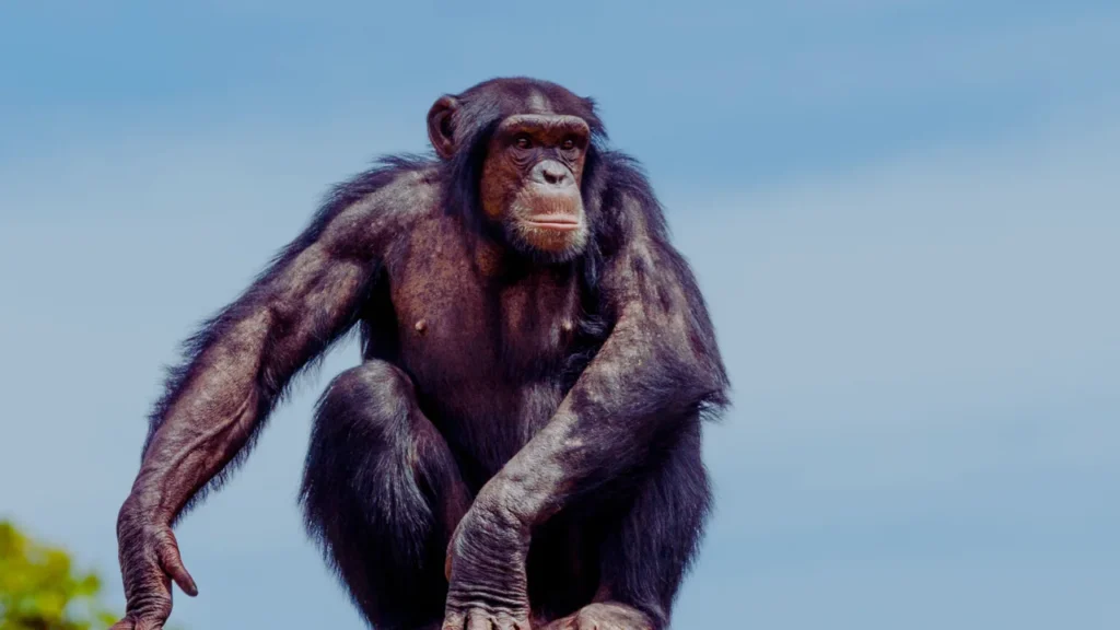 Unique Monkey Names