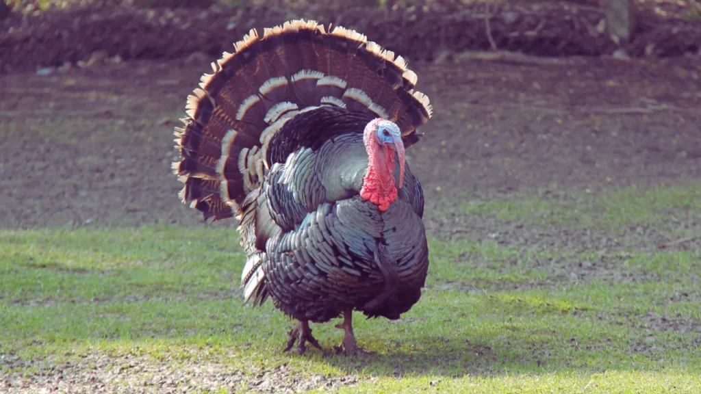 Male Turkey Names