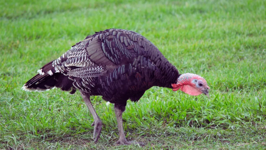 Cool Turkey Names