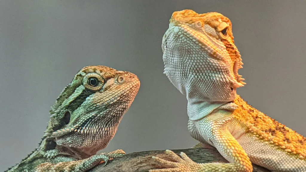 Cool Bearded Dragon Names