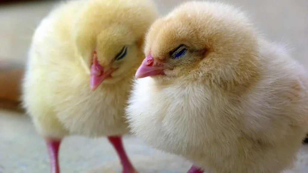 Baby Chicken Names