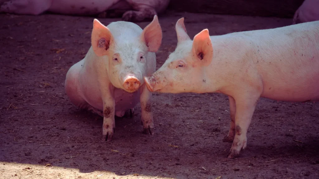 Food-Inspired Pig Names