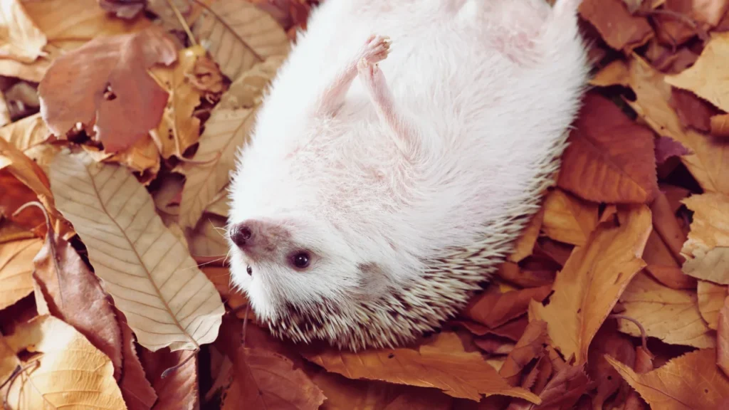 Famous Hedgehog Names