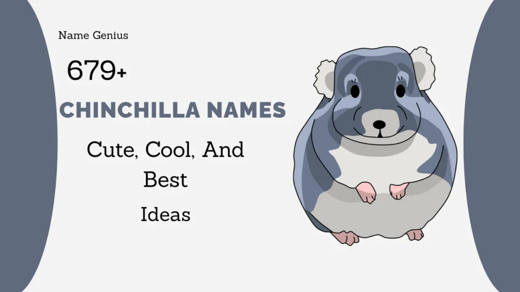 Chinchilla Names