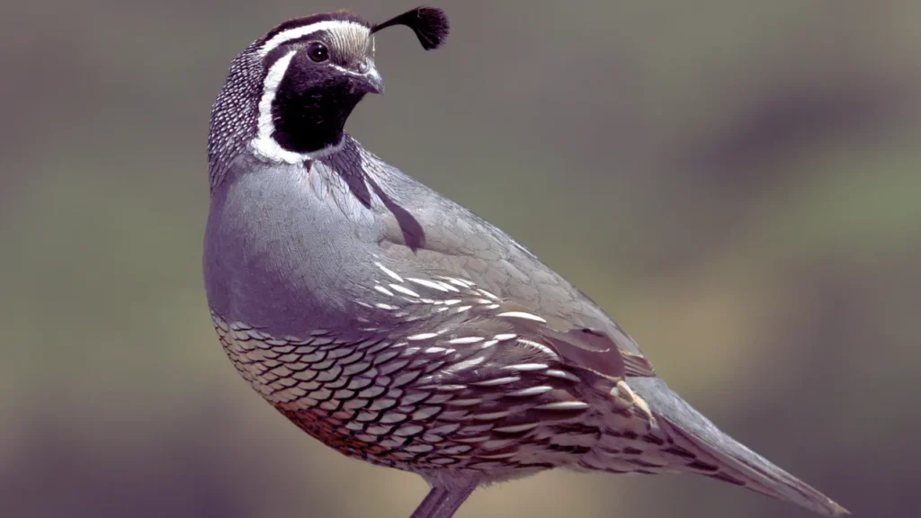 Famous Quail Names