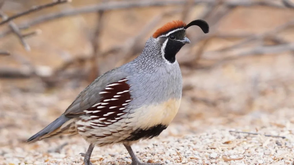 Boy Quail Names