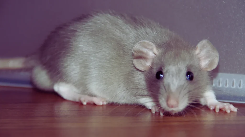 Unique Rat Names