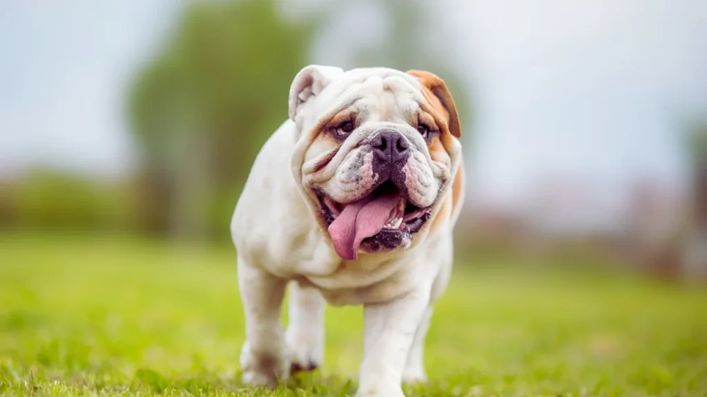 French Bulldog Puppy Names