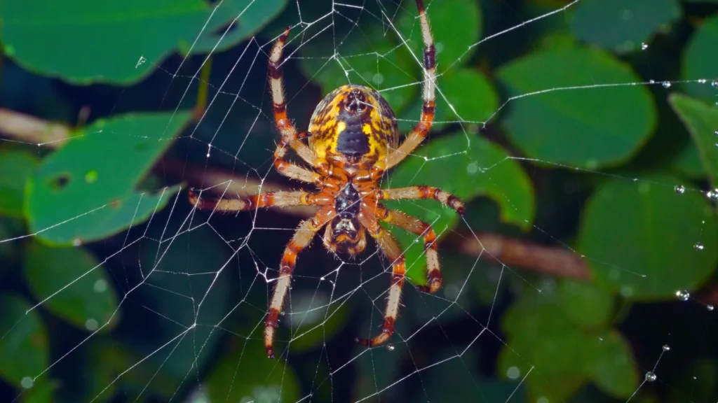 Pun Spider Names