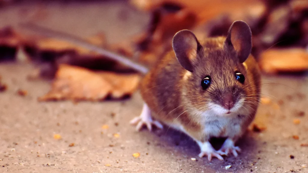 Nicknames for Your Rat