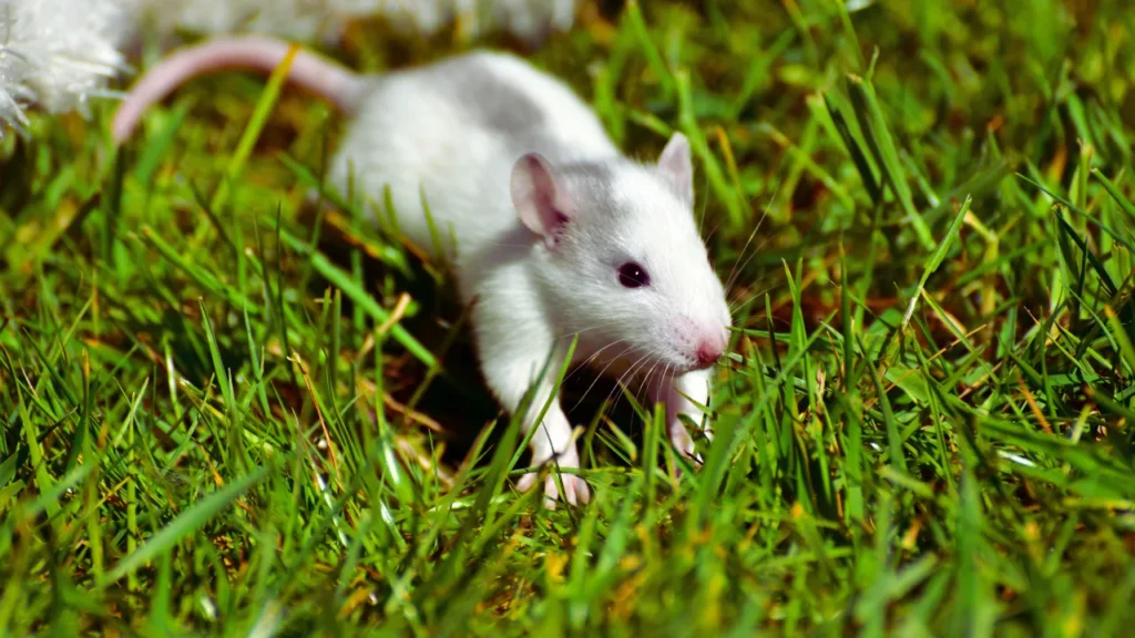 White Rat Names
