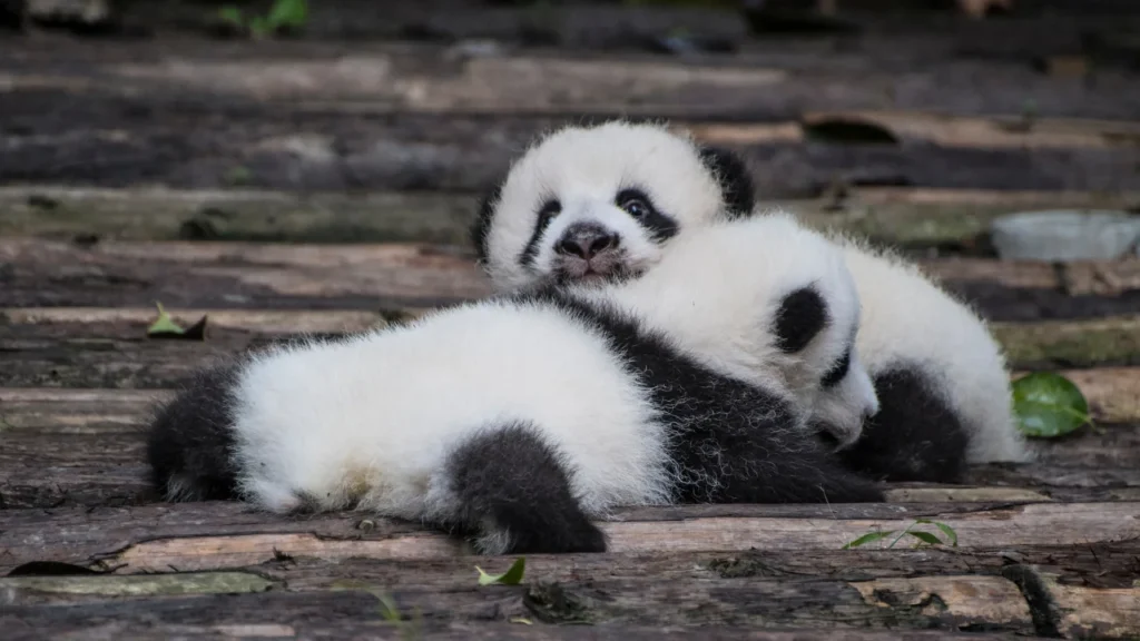 Baby Panda Names