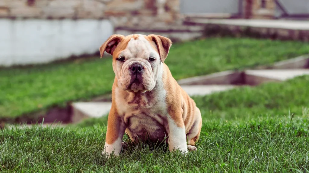 Female French Bulldog Names