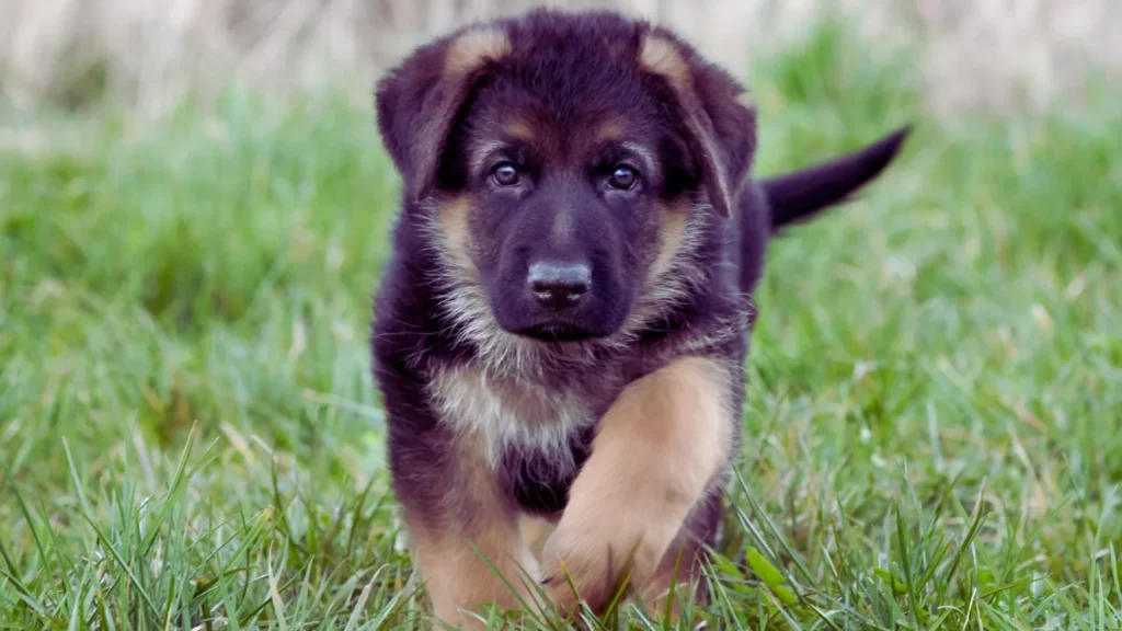 Good German Shepherd Names