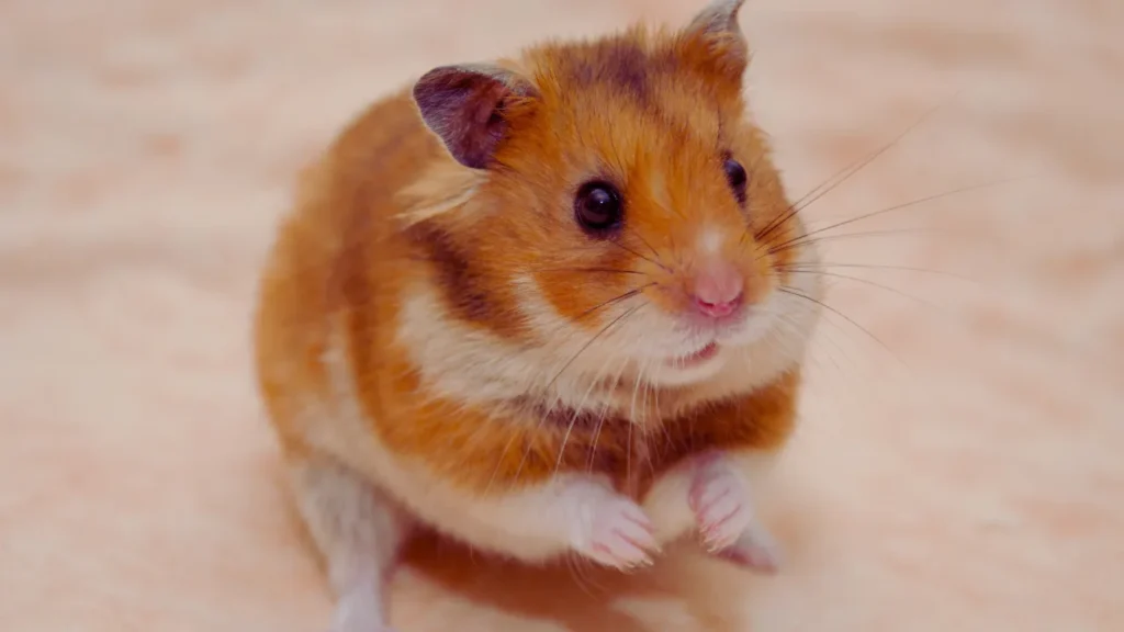 Awesome Hamster Names