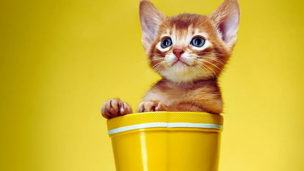 Boy Cat Names