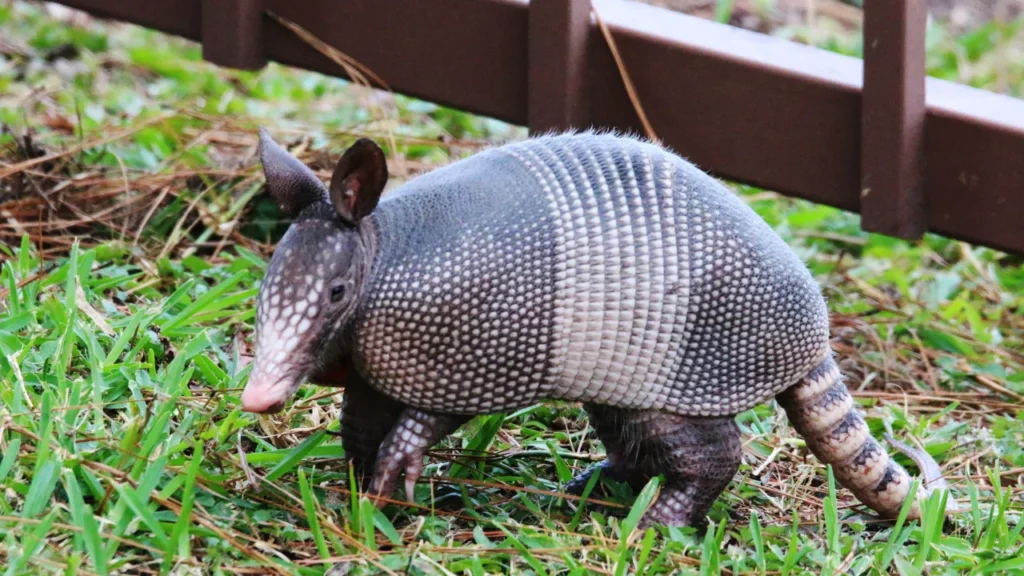 Cartoon Armadillo Names