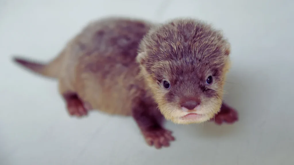 Baby Otter Names
