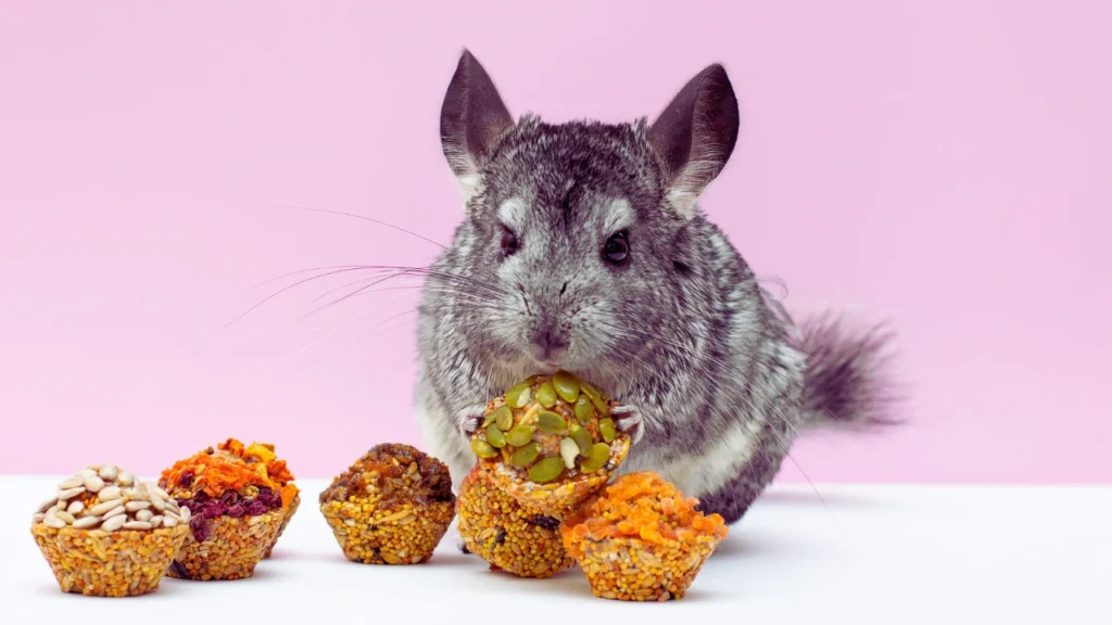 Beige Chinchilla Names