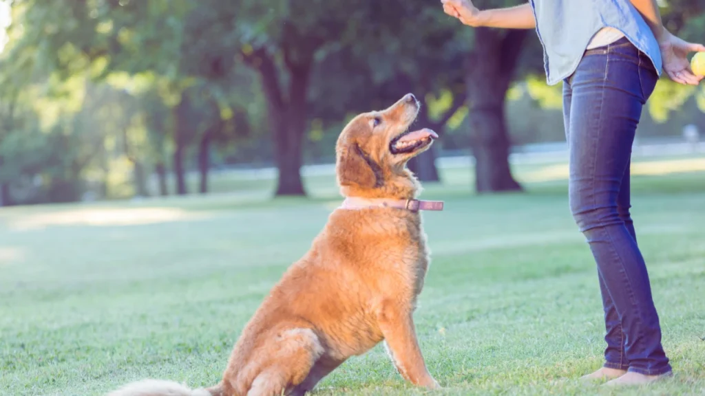 Black Female Dog Names