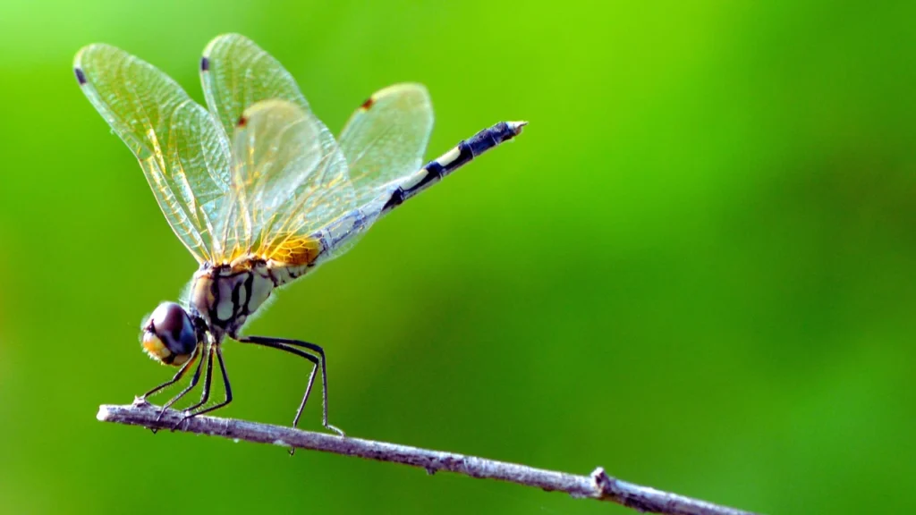 Blue Dragonfly Names