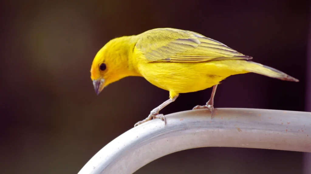 Good Canary Names