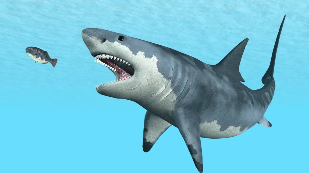 Whale Shark Names