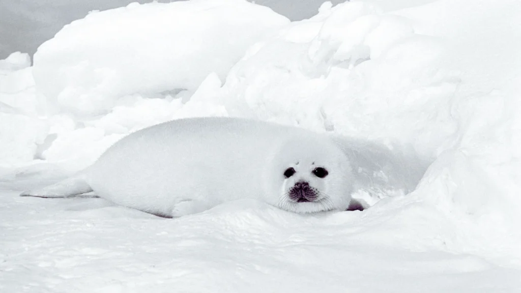 Cartoon Seal Names