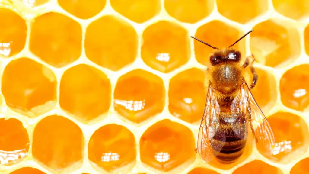 Pun Bee Names