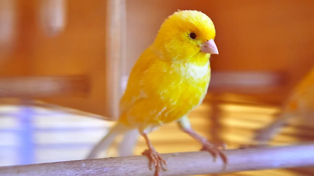 Famous Canary Names