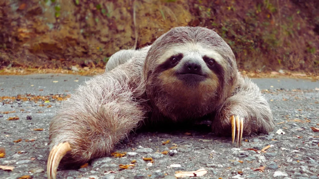 Funny Sloth Names