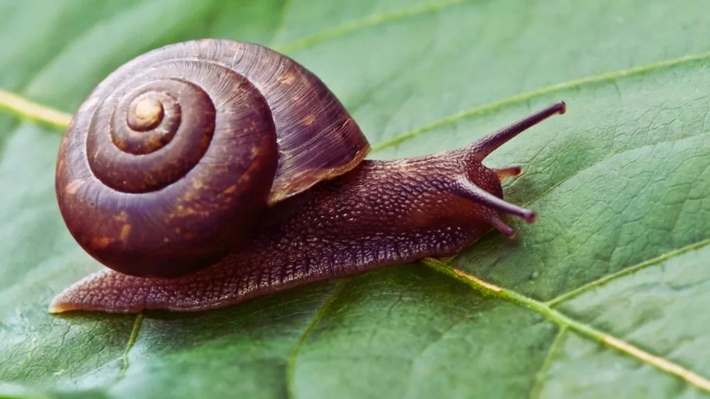 Funny Snail Names