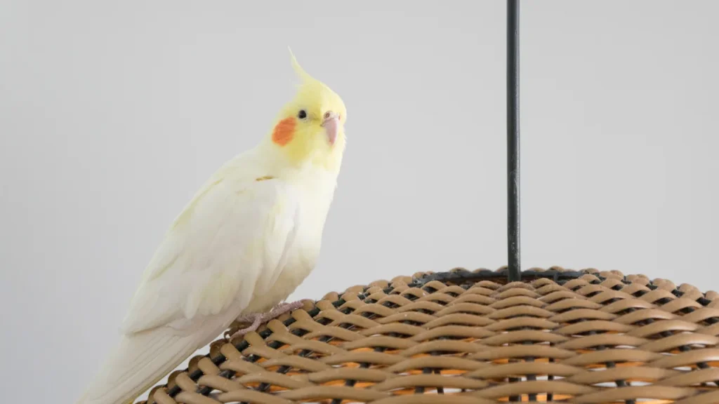 Lutino Cockatiel Names