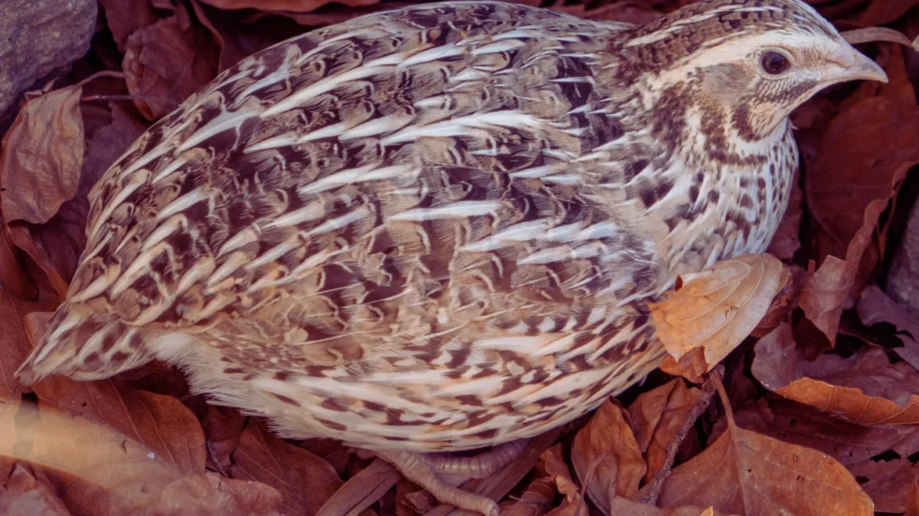 Creative Quail Names