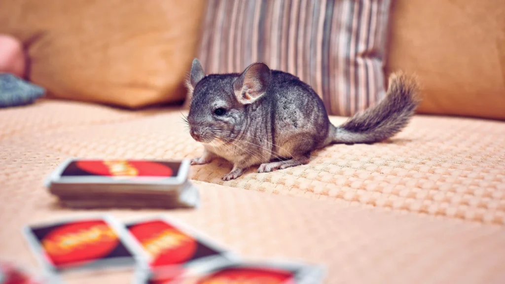 Cool Chinchilla Names