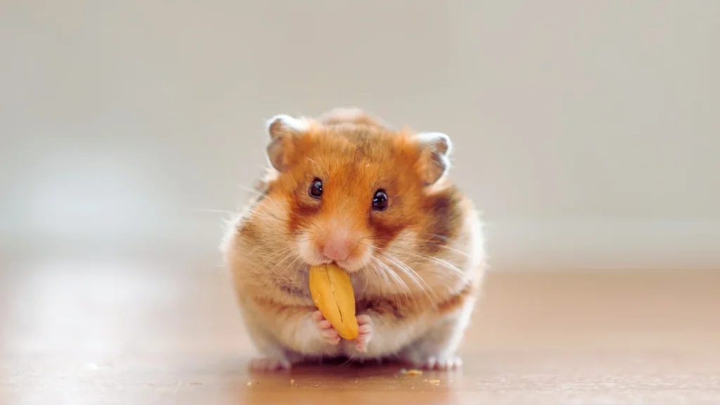 White Hamster Names