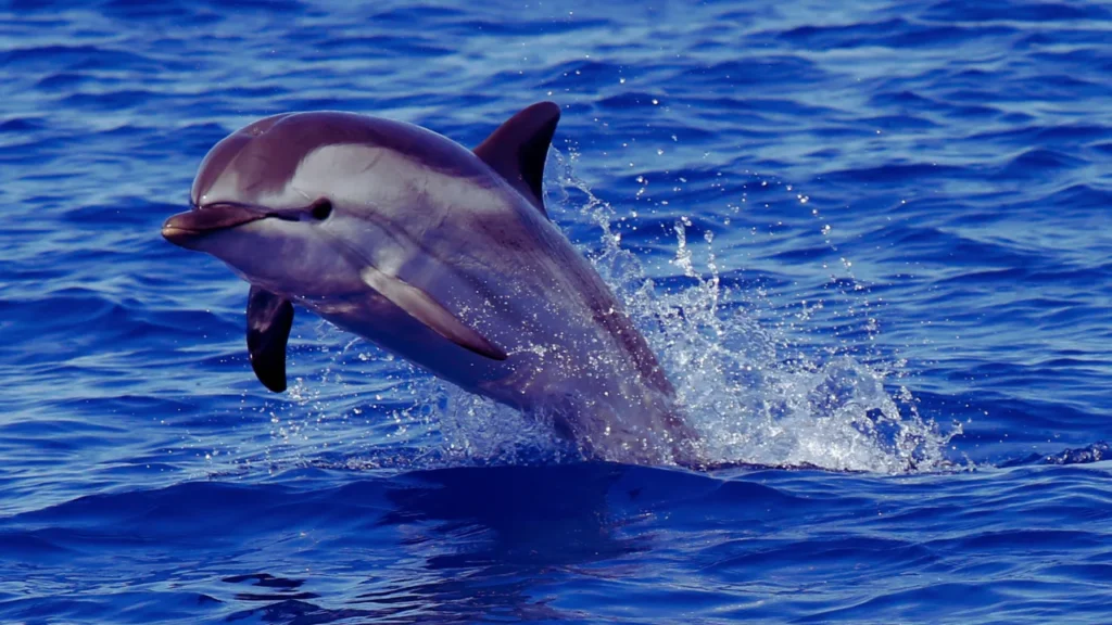 Spinner Dolphin Names
