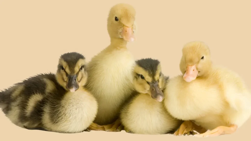 Huey Duck Names