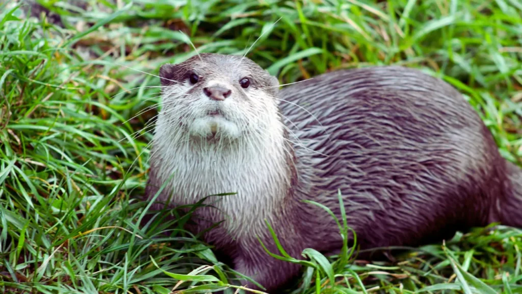 Heartwarming Otter Names