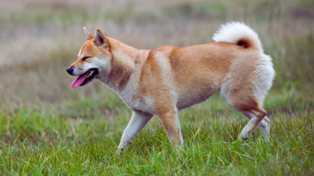 Female Dog Names with Meaning