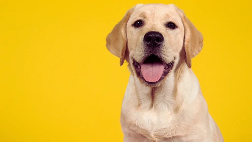 Female Labrador Retriever Names