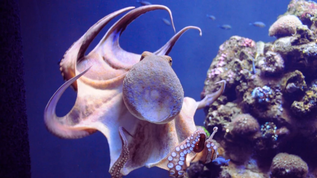 Female Squid Names