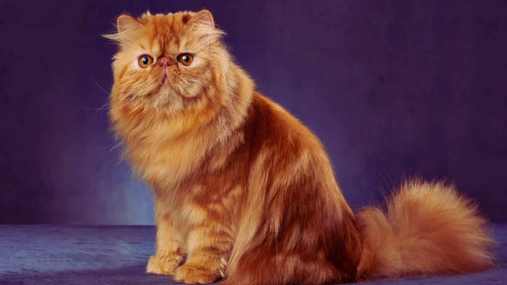 Female Persian Cat Names